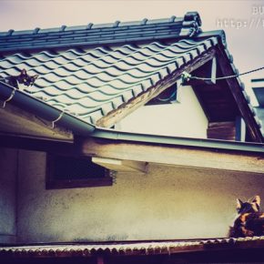 間合いをとる二人の剣豪（猫だ）