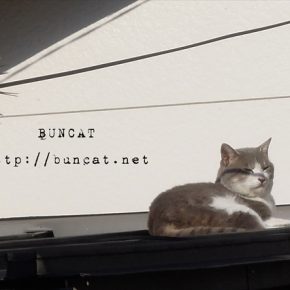 なにかお困りのようすのネコさん