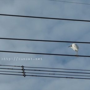 白鷺さんon電線