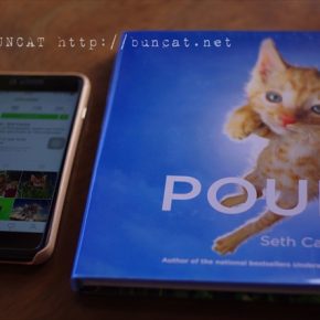 POUNCE 飛びかかってくる子猫ちゃんズ写真集