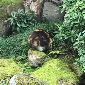天然水を好む猫さん