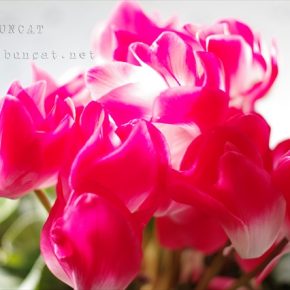 篝火花 2016