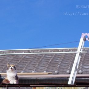 ちょっとピンぼけ(ロバート・キャパではない)