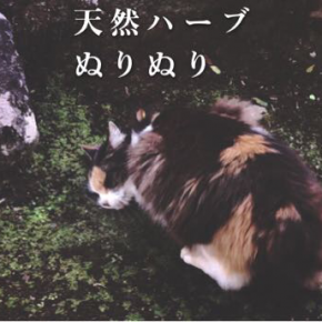 天然ハーブと猫さん