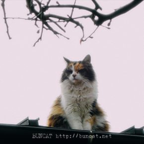 猫は近視なのか？