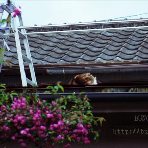 花より睡眠の猫