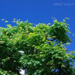 新緑の季節となりました（時候の挨拶的な）