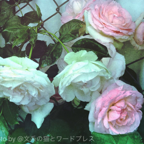 初夏の朝の薔薇