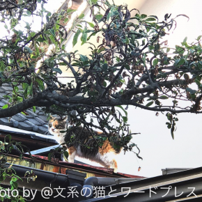 困惑の逃亡顔