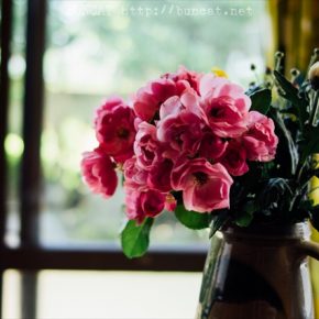薔薇をいただきまして感謝