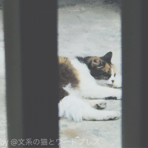 シエスタ三毛ちゃん