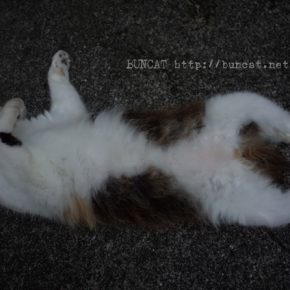 夏の疲れは睡眠で回復させるタイプ