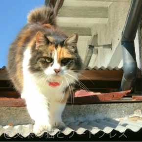 挨拶に降りてきてくれる三毛猫さん