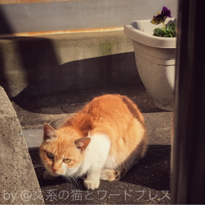 一期一会の歓楽街猫さん