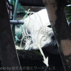 はじめましてシロちゃん