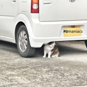 猫の自動車整備について