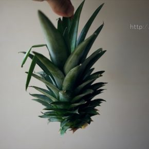 暑さ対策にパイナップル