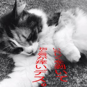 いちじくの怪奇
