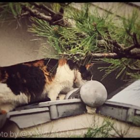 見張る猫
