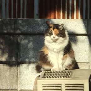 光合成にゃう