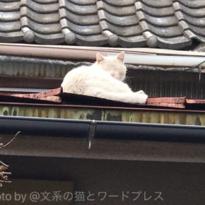 白と黒の熊ちゃんズ