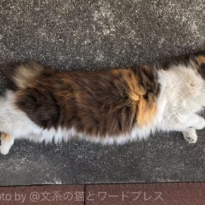 しっぽのみ動くムービー