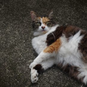 一眼レフでひさびさに猫撮り