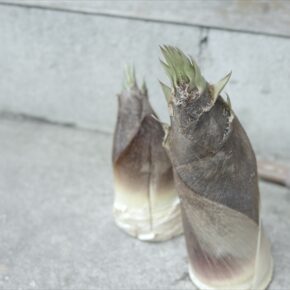 庭と虫は切っても切れない関係