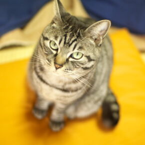 美しい猫を見ましたか