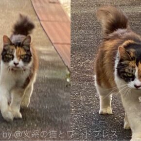 おかえりミケちゃん