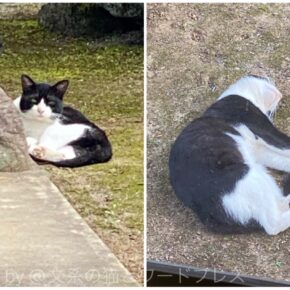 外猫さんとの距離