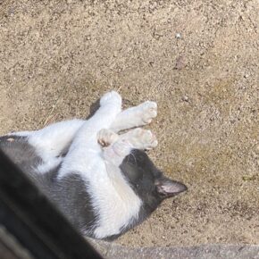 元気になるように高栄養食