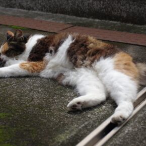 誰にでも愛想がいい猫さん