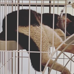 疥癬と怪我の猫を保護した話