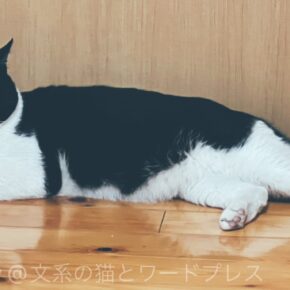 黒白猫くんとの再会