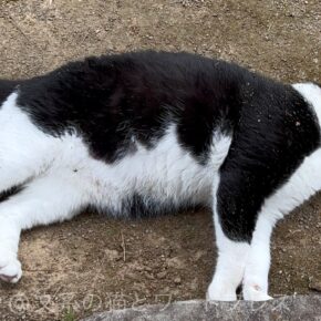 居候猫パト氏の日常