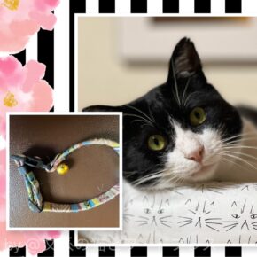 ねこの首輪で所有権主張